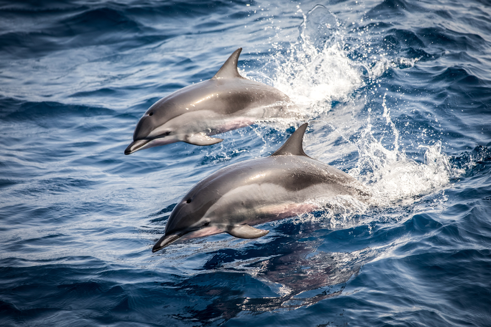 Dolphins - 10 nautical and sailing superstitions